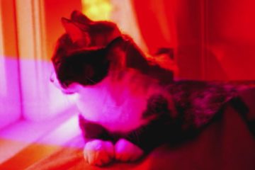 Night Heron - Private Feelings