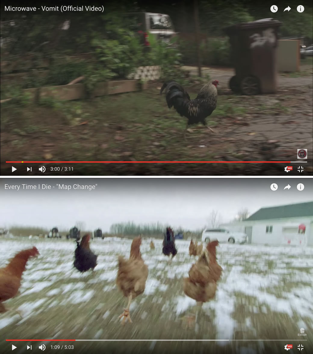 Chickens