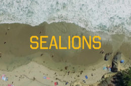 Sealions - Climbers