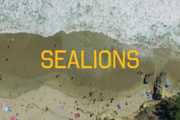 Sealions - Climbers
