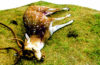 Nag - Dead Deer detail