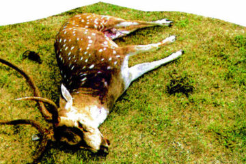 Nag - Dead Deer detail